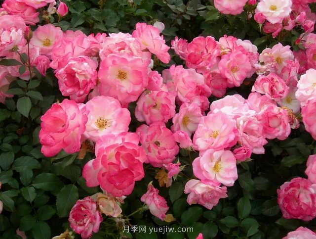 推薦花量大生長快的4種藤本月季花，適合打造花墻拱門(圖3)
