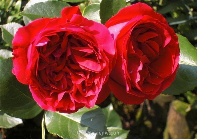 推薦花量大生長快的4種藤本月季花，適合打造花墻拱門(圖4)
