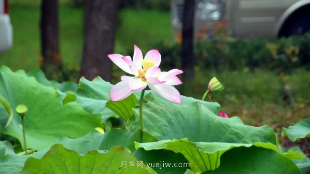 古樁月季繁花似錦，美麗經(jīng)濟花開鎮(zhèn)平(圖2)