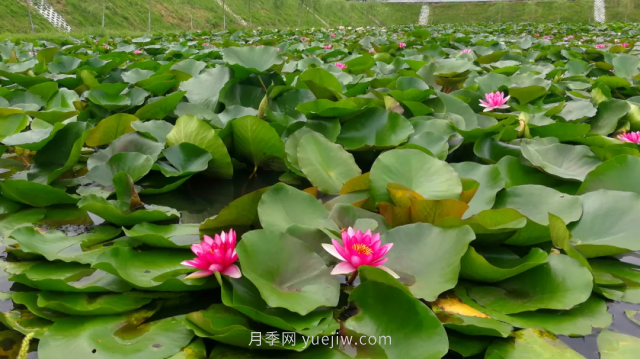 古樁月季繁花似錦，美麗經(jīng)濟花開鎮(zhèn)平(圖3)