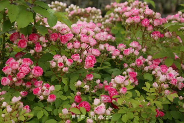 胭脂扣月季，多季開花的藤本，花期長，單枝條開花幾十朵(圖2)