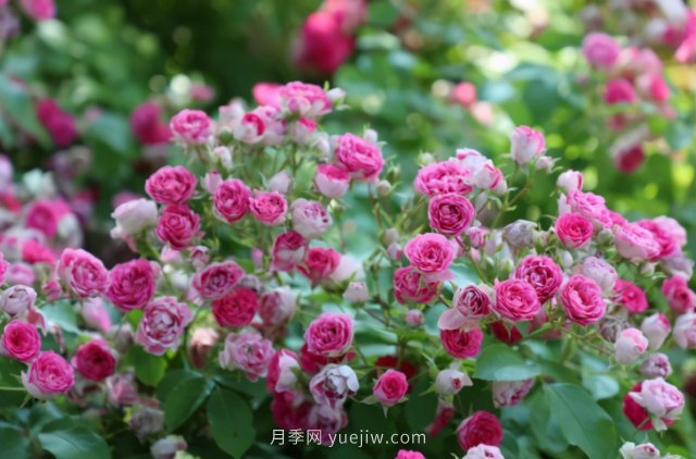 胭脂扣月季，多季開花的藤本，花期長，單枝條開花幾十朵(圖3)