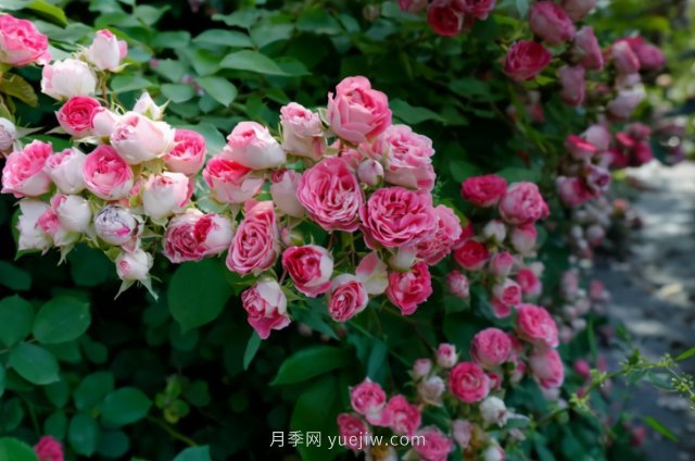 胭脂扣月季，多季開花的藤本，花期長，單枝條開花幾十朵(圖1)