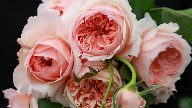 真宙月季和朱麗葉月季進(jìn)行對比，優(yōu)缺點一目了然(圖1)