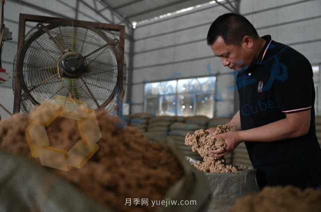 南陽新一季艾草成熟了，90后顯現對艾制品購買力(圖1)