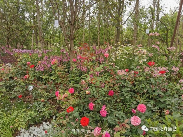 第十屆花博會(huì)，＂中州花語 盛世繁華＂演繹河南文化(圖2)