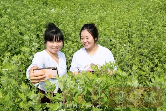 洛陽汝陽：發(fā)展艾草產(chǎn)業(yè) 助力鄉(xiāng)村振興(圖1)