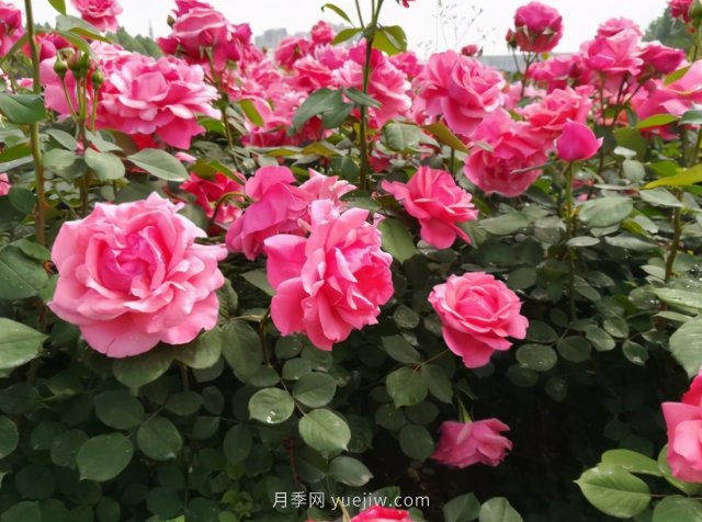 月季追求盛花效果，兩種方法教給你，花苞同時(shí)綻放(圖1)