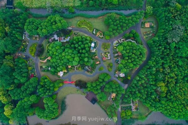 他把歐洲玫瑰莊園搬到中國(guó)，培育出樹上開月季的奇特景觀(圖1)