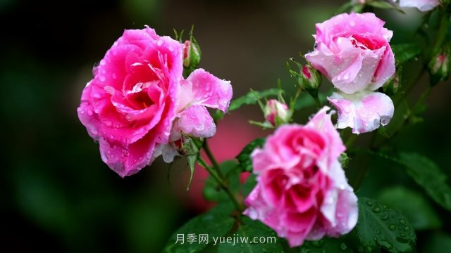 15條月季小知識，對栽培養(yǎng)護有很大的幫助(圖3)