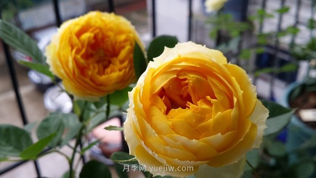 15條月季小知識，對栽培養(yǎng)護有很大的幫助(圖2)