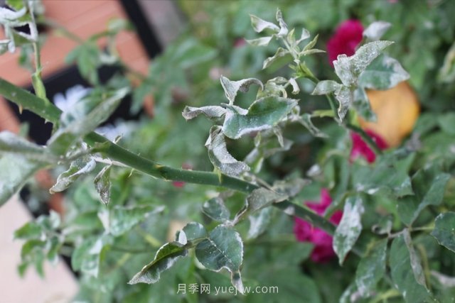月季白粉病？傷害大不大？防治簡(jiǎn)單，治療困難(圖1)