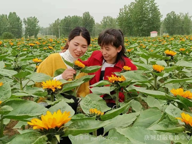 南陽唐河：桐寨鋪鎮(zhèn)花卉種植基地為鄉(xiāng)村振興錦上添花(圖1)