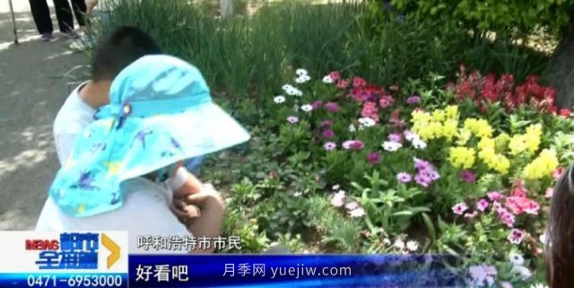 呼和浩特小黑河賞花勝地！20千米觀景帶3000多株月季花......(圖2)