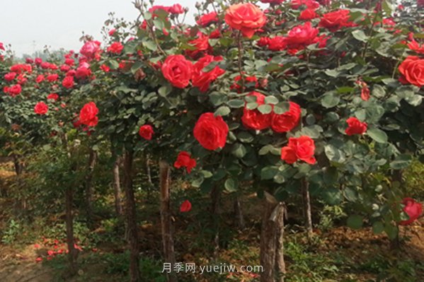 南陽(yáng)月季樹種植能用草木灰嗎(圖1)