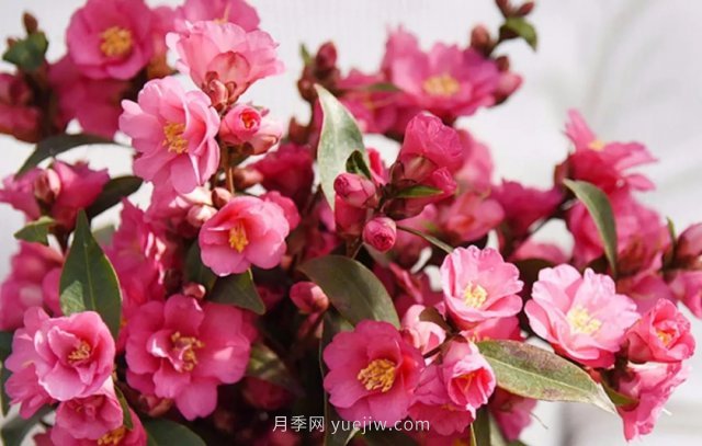 茶花養(yǎng)護就這么做，開花大又艷(圖1)