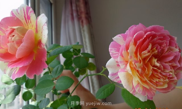 推薦適合夏天養(yǎng)的5種月季花，花量大不怕曬(圖1)