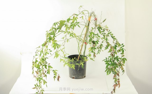 紅木香是什么花，耐寒可達(dá)零下20度(圖1)