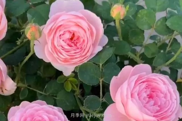 教你養(yǎng)好月季的3大配土大招，花開不斷(圖1)