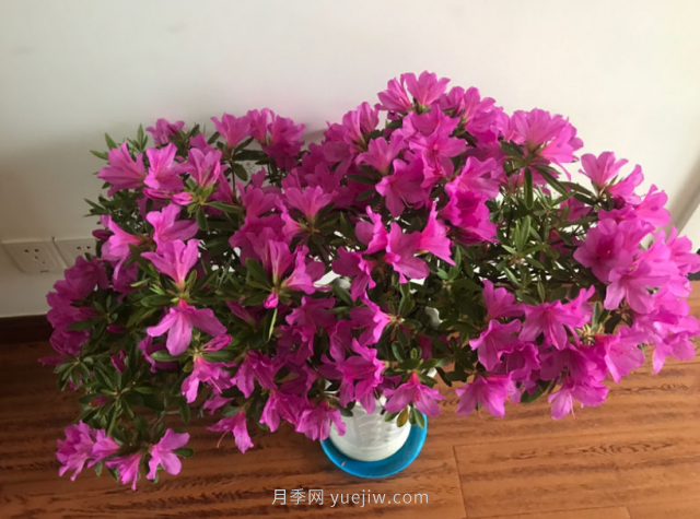 5種公認的必死花卉，實在是太難養(yǎng)了(圖1)