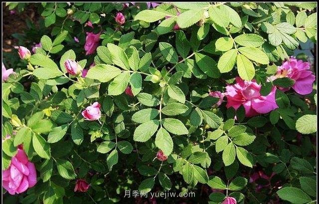 玫瑰、月季有區(qū)別？原來這么容易區(qū)分，一看就懂(圖5)