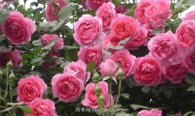 玫瑰、月季有區(qū)別？原來這么容易區(qū)分，一看就懂(圖7)
