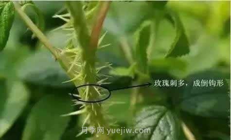 玫瑰、月季有區(qū)別？原來這么容易區(qū)分，一看就懂(圖3)