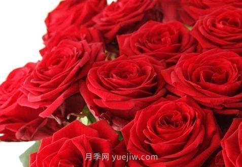 玫瑰、月季有區(qū)別？原來這么容易區(qū)分，一看就懂(圖1)