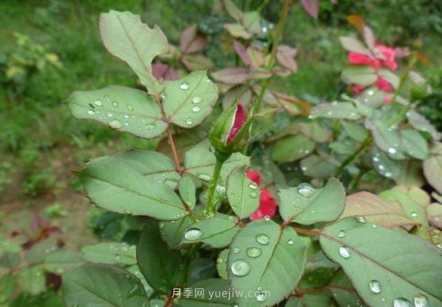 玫瑰、月季有區(qū)別？原來這么容易區(qū)分，一看就懂(圖6)