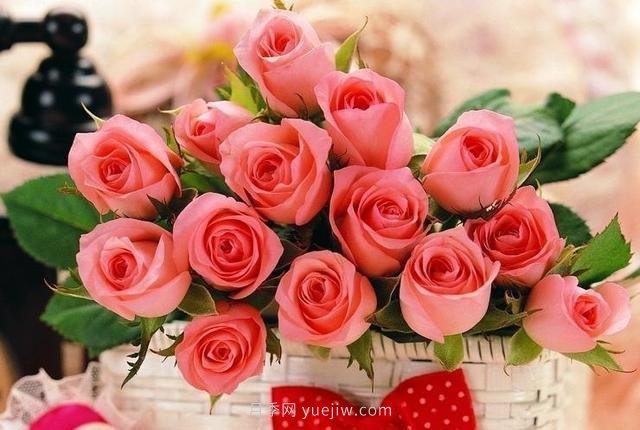 玫瑰、月季有區(qū)別？原來這么容易區(qū)分，一看就懂(圖9)