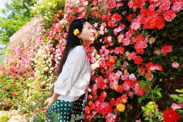 鄭州伏羲山百畝玫瑰花盛放，上萬株玫瑰美成了畫(圖5)