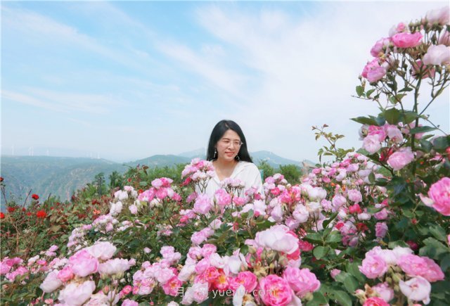 鄭州伏羲山百畝玫瑰花盛放，上萬株玫瑰美成了畫(圖7)