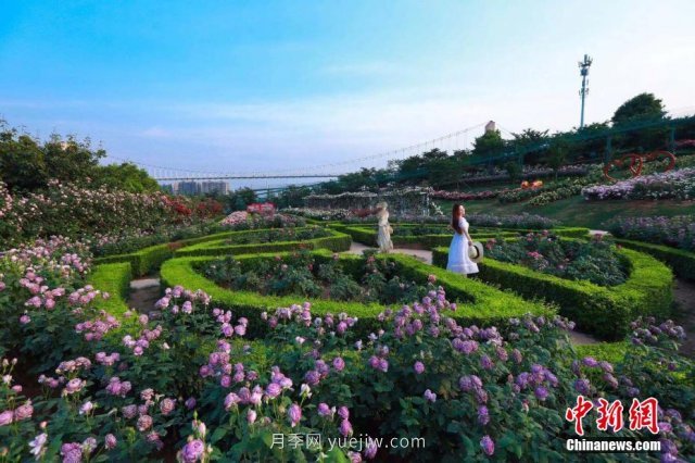 成都玫瑰花海吸引游客 匯集世界各地700余種頂級(jí)玫瑰(圖2)