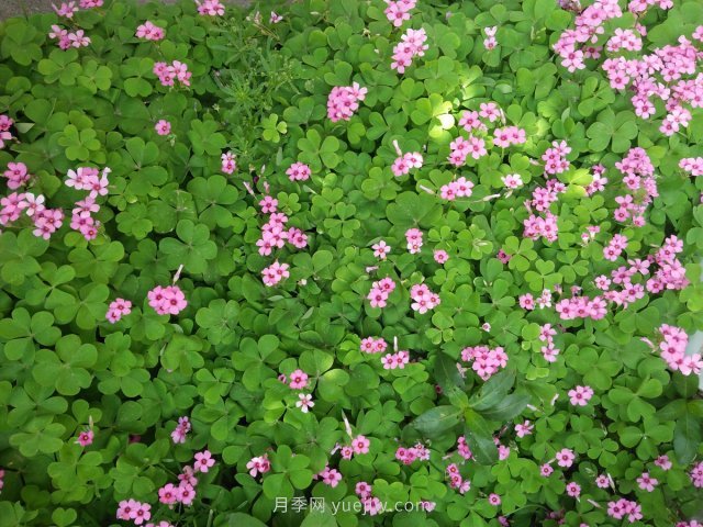 紅花滿(mǎn)天星的修剪養(yǎng)殖方法和注意事項(xiàng)(圖1)