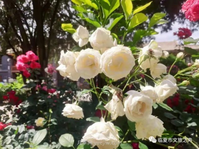 到臨夏東公館欣賞月季，追上六月的尾巴(圖1)