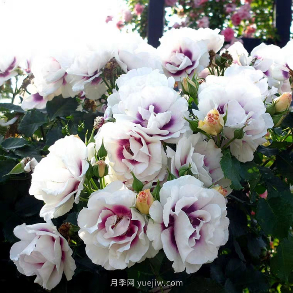 ***齊全的適合陽臺(tái)養(yǎng)的月季品種系列，來看一看(圖6)