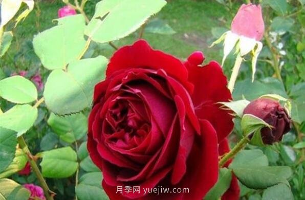 大地主月季，推薦一款紅色豐花月季(圖1)