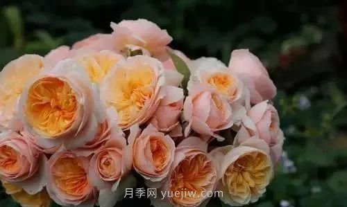推薦花友必養(yǎng)的5大藤本月季和5大灌木月季品種，花美好養(yǎng)(圖7)