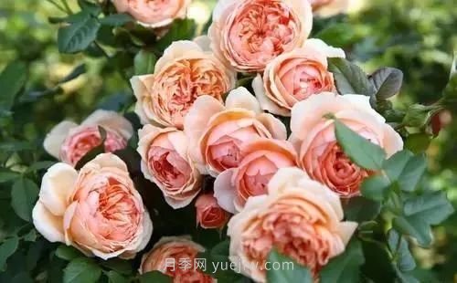 推薦花友必養(yǎng)的5大藤本月季和5大灌木月季品種，花美好養(yǎng)(圖6)