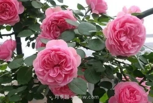 推薦花友必養(yǎng)的5大藤本月季和5大灌木月季品種，花美好養(yǎng)(圖4)