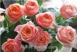 推薦花友必養(yǎng)的5大藤本月季和5大灌木月季品種，花美好養(yǎng)(圖10)