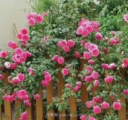 推薦花友必養(yǎng)的5大藤本月季和5大灌木月季品種，花美好養(yǎng)(圖1)