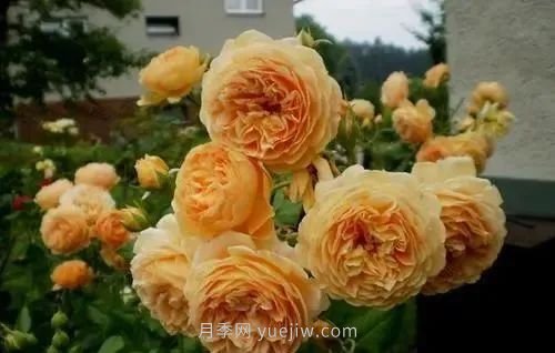 推薦花友必養(yǎng)的5大藤本月季和5大灌木月季品種，花美好養(yǎng)(圖3)