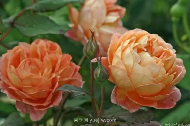 哪些月季耐曬？25大耐熱月季品種推薦(圖6)