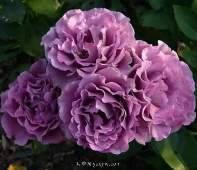 哪些月季耐曬？25大耐熱月季品種推薦(圖9)