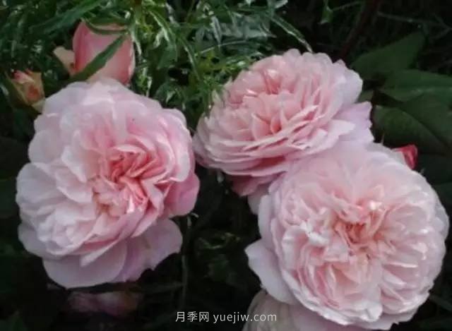 哪些月季耐曬？25大耐熱月季品種推薦(圖8)