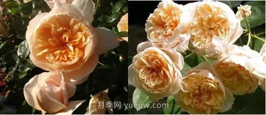 哪些月季耐曬？25大耐熱月季品種推薦(圖7)