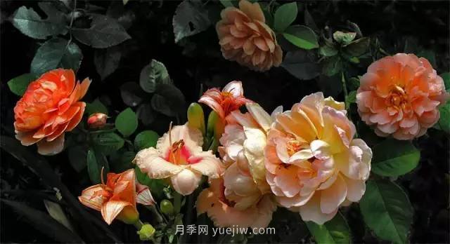 哪些月季耐曬？25大耐熱月季品種推薦(圖15)