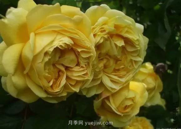 哪些月季耐曬？25大耐熱月季品種推薦(圖16)