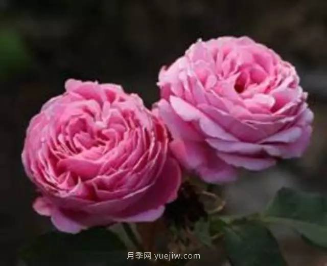 哪些月季耐曬？25大耐熱月季品種推薦(圖23)